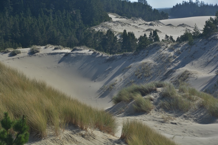 sandy dunes